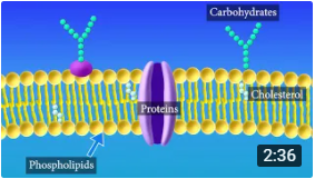 Membrane and Transport Video series
