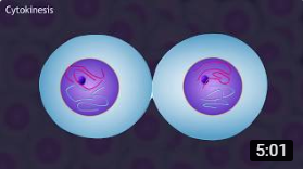 Mitosis and the Cell Cycle Animation